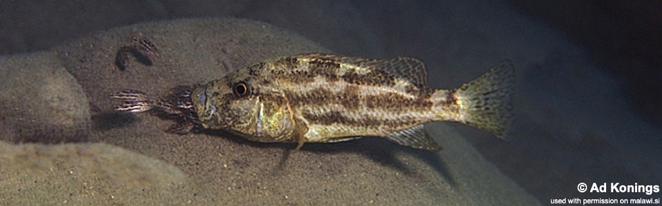 Nimbochromis polystigma 'Selewa'