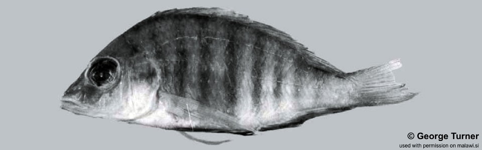 Placidochromis sp. 'hennydaviesae IV' South East Arm
