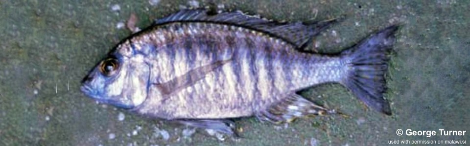 Placidochromis sp. 'longimanus namiasi' South East Arm