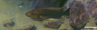 Melanochromis melanopterus 'Undu Reef'.jpg