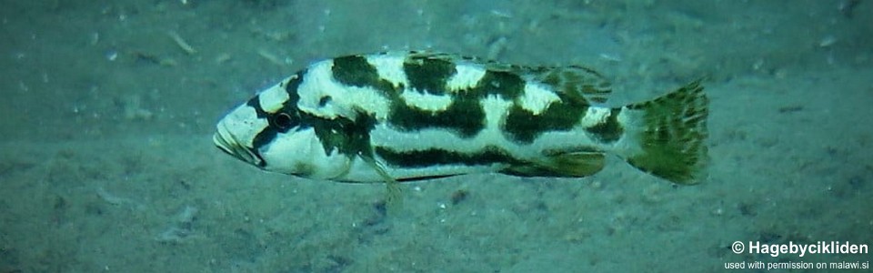 Nimbochromis livingstonii 'Usisya'