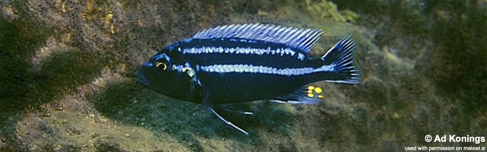 Melanochromis heterochromis 'Zimbawe Rock'