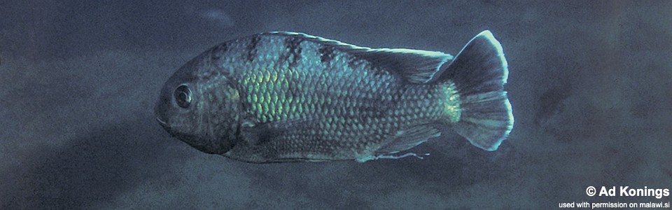 Oreochromis karongae 'Zimbawe Rock'