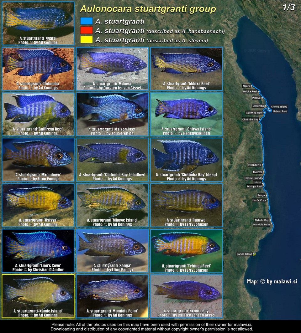 Aulonocara stuartgranti group (1/3)<br><font color=gray>Aulonocara stuartgranti (part 1)</font>