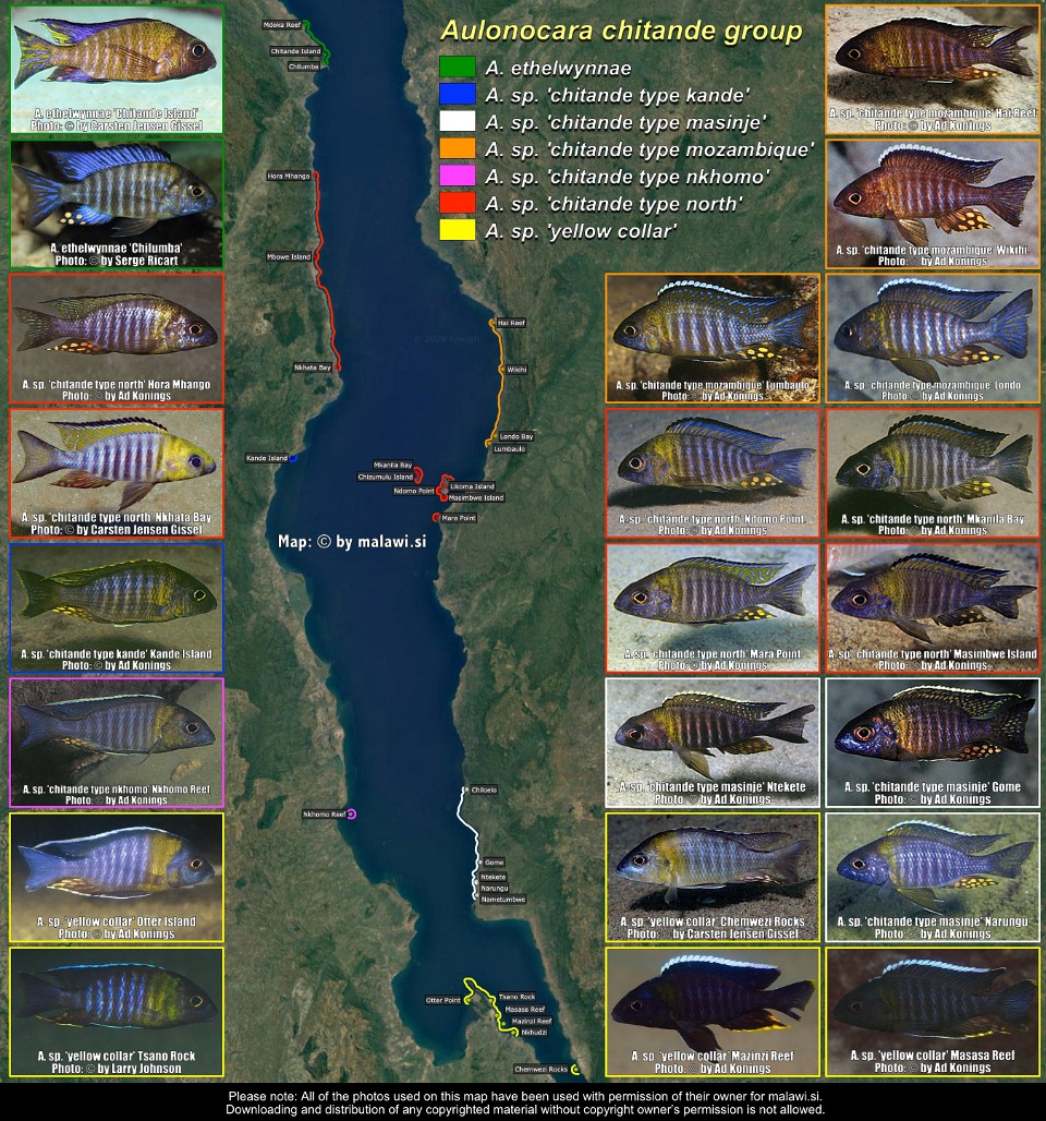 Aulonocara chitande group