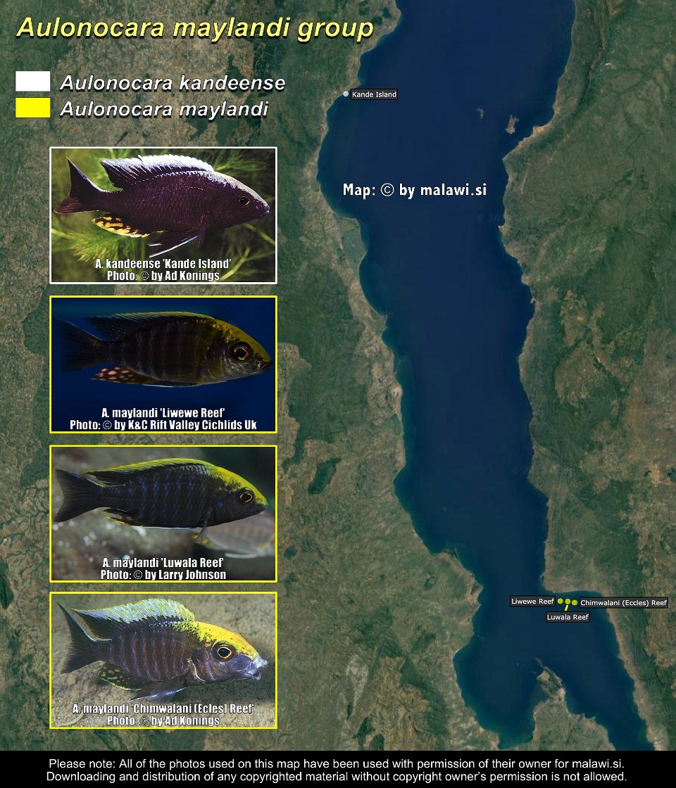 Aulonocara maylandi group