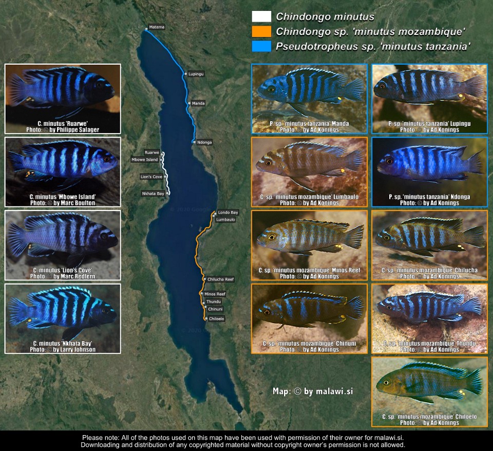 Chindongo minutus,<br>Chindongo sp. 'minutus mozambique' &<br>Pseudotropheus sp. 'minutus tanzania'