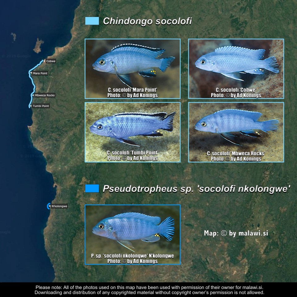 Chindongo socolofi &<br>Pseudotropheus sp. 'socolofi nkolongwe'