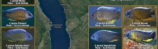 Copadichromis borleyi