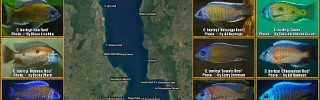 Copadichromis borleyi 02.jpg