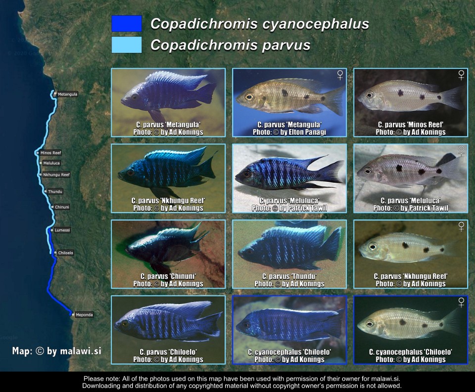 Copadichromis cyanocephalus & <br>Copadichromis parvus 