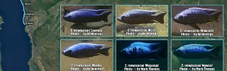 Copadichromis trewavasae.jpg
