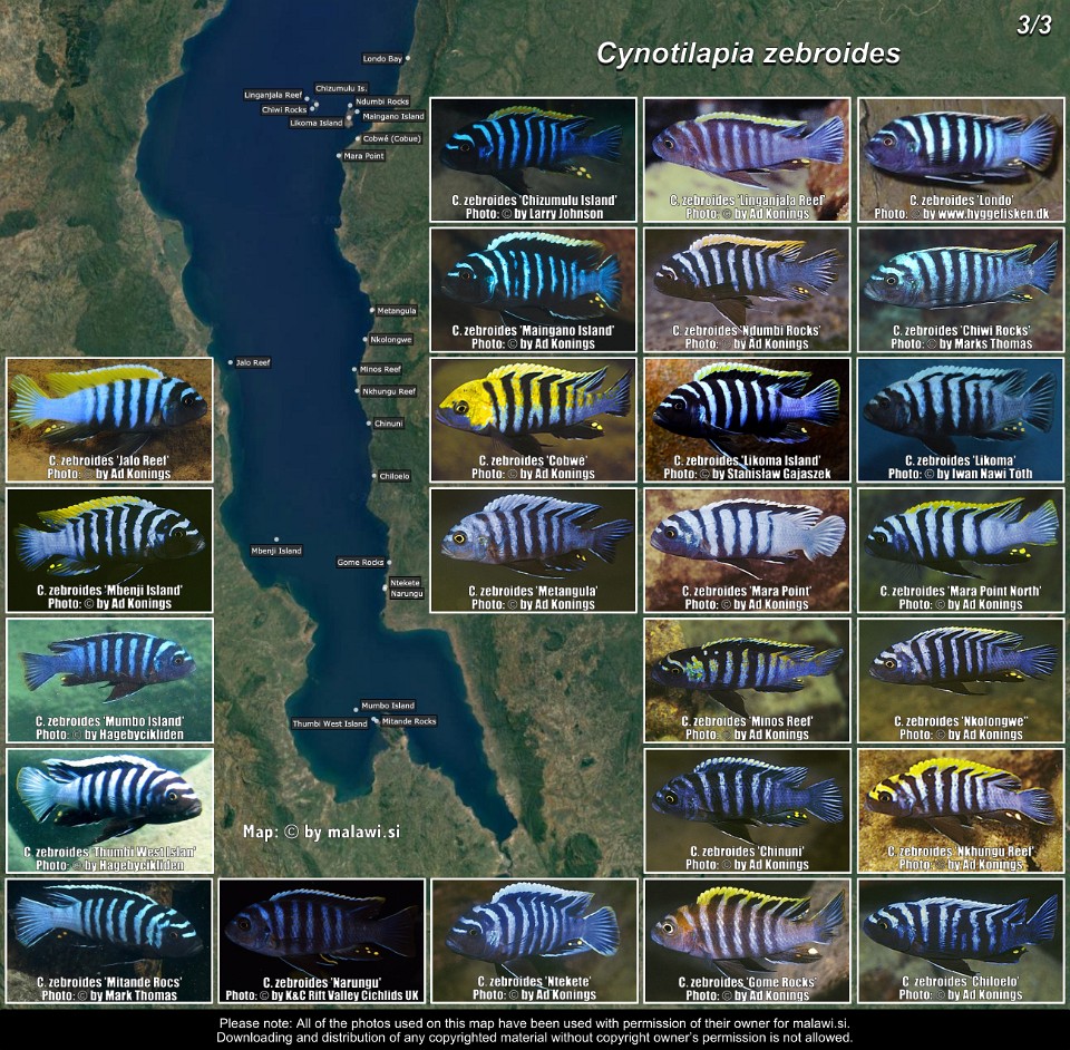 Cynotilapia zebroides (3/3)