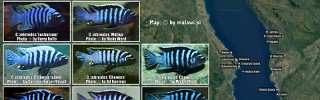 Cynotilapia zebroides