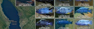 Cynotilapia zebroides 02.jpg