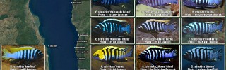 Cynotilapia zebroides 03.jpg