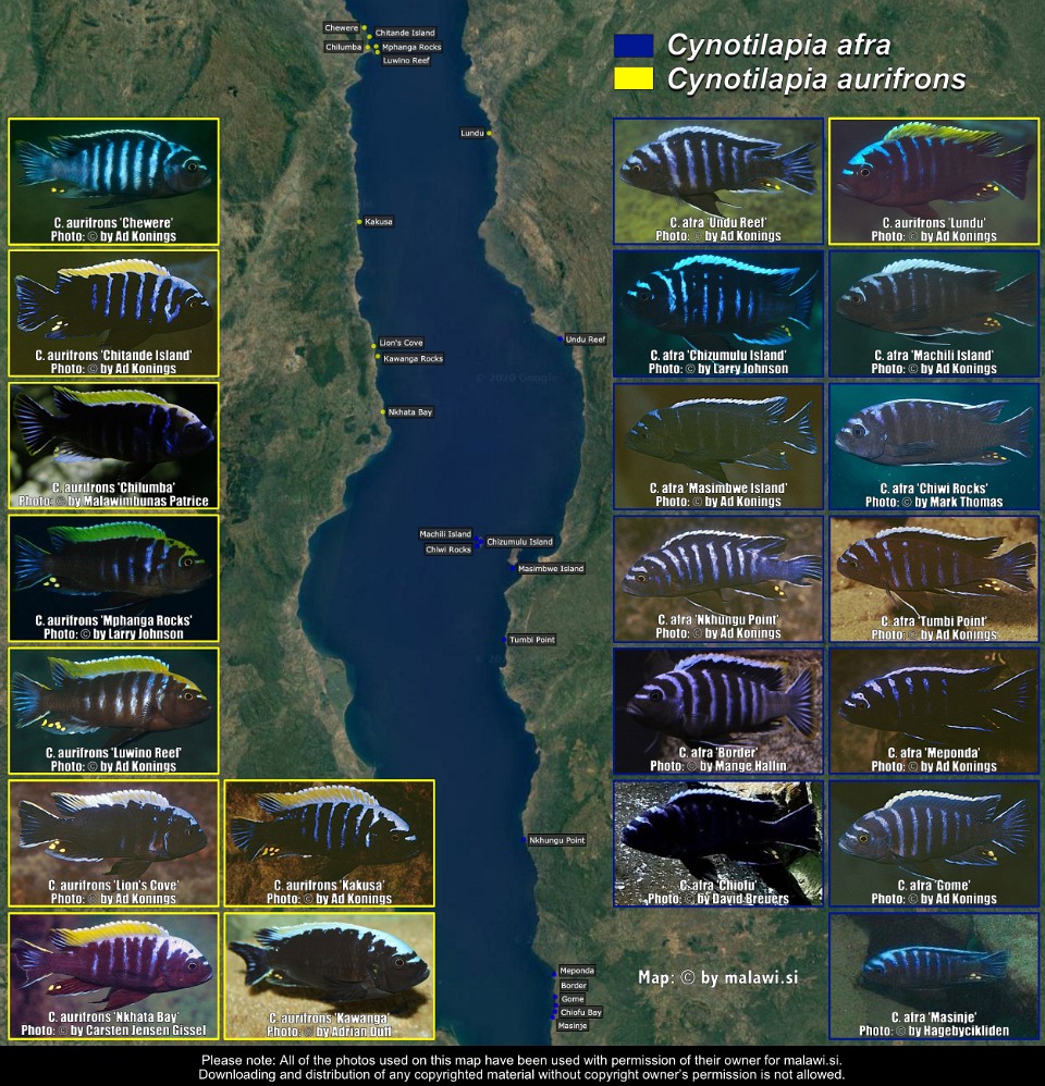 Cynotilapia afra &<br> Cynotilapia aurifrons