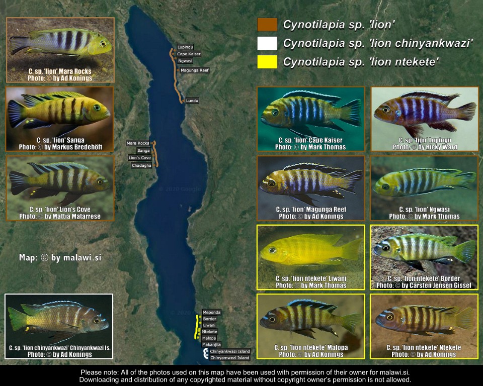 Cynotilapia sp. 'lion' &<br>Cynotilapia sp. 'lion ntekete'
