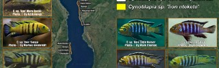 Cynotilapia sp. lion.jpg