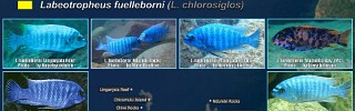 Labeotropheus fuelleborni 02.jpg