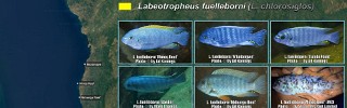 Labeotropheus fuelleborni 03.jpg