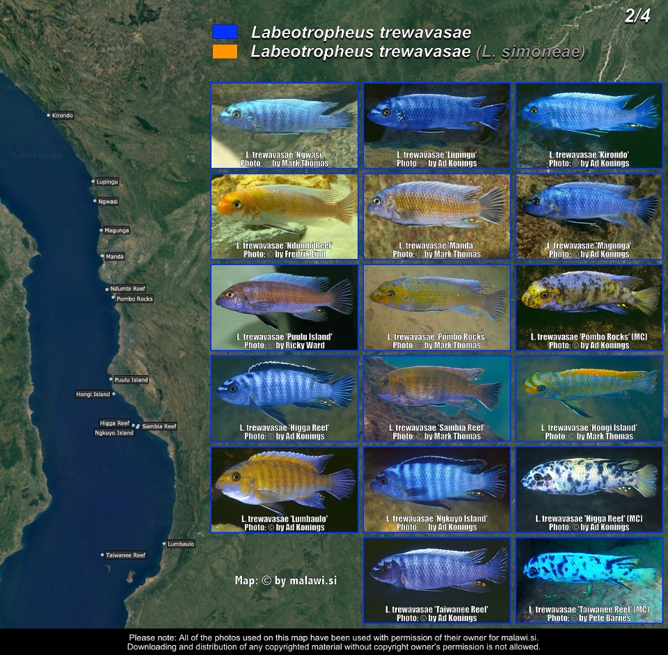 Labeotropheus trewavasae (2/4)