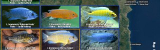 Labeotropheus trewavasae 01.jpg
