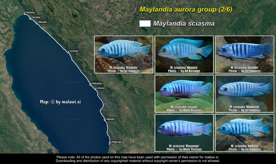 Maylandia aurora group (2/6)