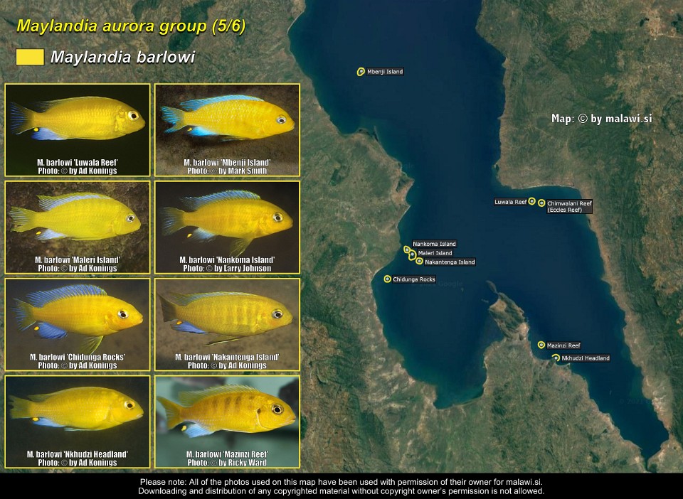 Maylandia aurora group (5/6)