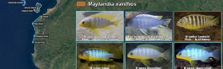 Maylandia aurora group