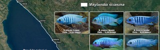 Maylandia aurora group 02.jpg