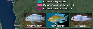 Maylandia aurora group 06.jpg
