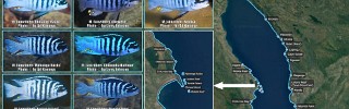 Maylandia fainzilberi