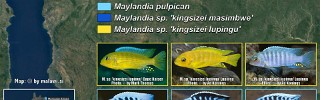 Maylandia kingsizei group