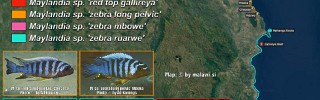Maylandia kingsizei group 02.jpg