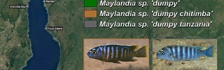Maylandia kingsizei group 03.jpg