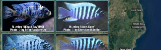 Maylandia zebra