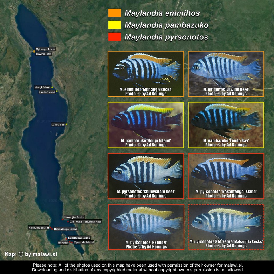 Maylandia emmiltos<br>Maylandia pambazuko<br>Maylandia pyrsonotos