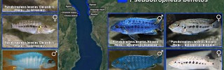 Maylandia Pseudotropheus benetos.jpg