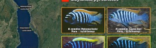 Maylandia emmiltos pambazuko pyrsonotos.jpg