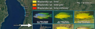 Maylandia sp lime group.jpg