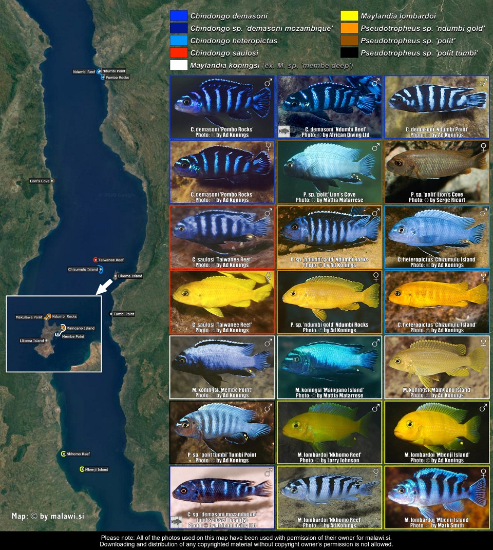 Miscellaneous Malawi Mbuna 01