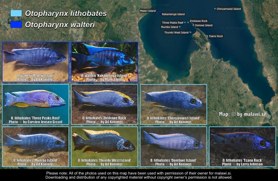 Otopharynx lithobates & Otopharynx walteri