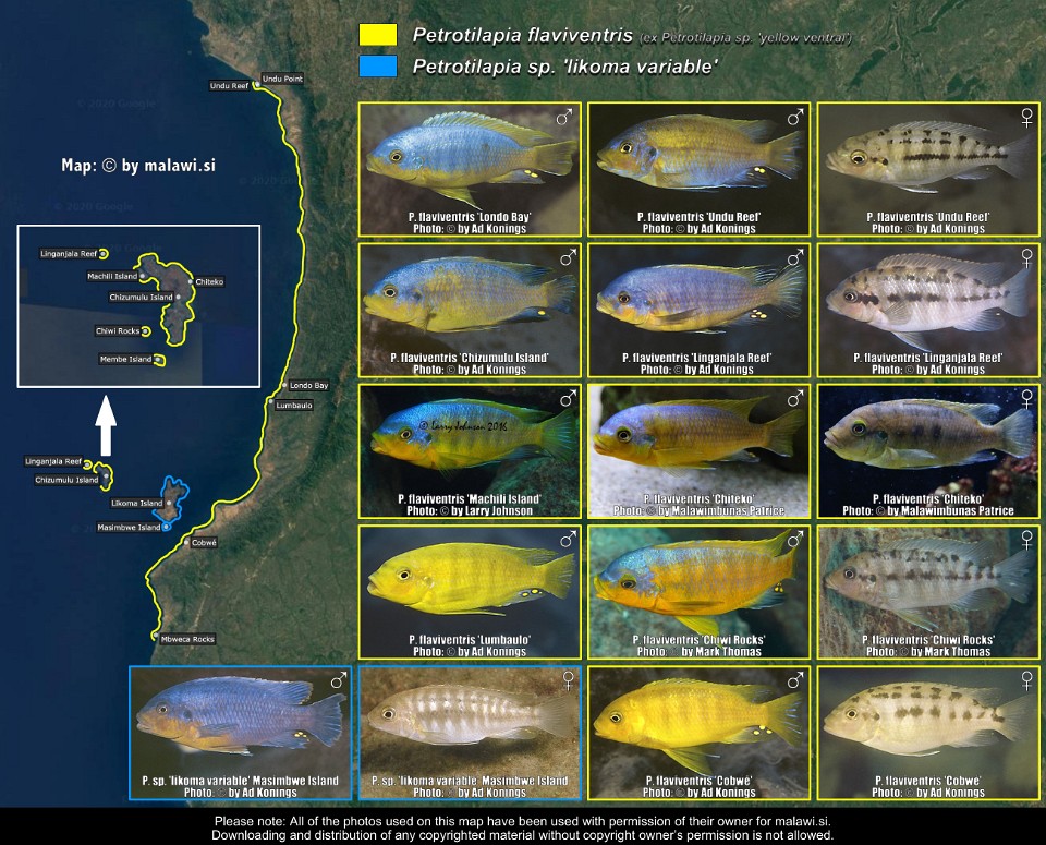 Petrotilapia flaviventris &<br>Petrotilapia sp. 'likoma variable'