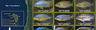 Petrotilapia flaviventris.jpg