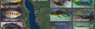 Petrotilapia genalutea.jpg