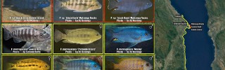 Petrotilapia microgalana.jpg