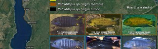 Petrotilapia nigra.jpg