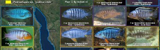 Petrotilapia tridentiger.jpg