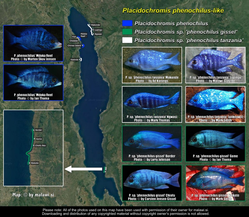 Placidochromis phenochilus-like